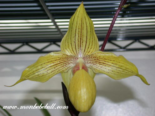 Paph dollgoldi.jpg